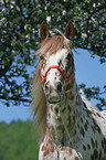 Appaloosa Portrait