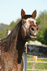 Appaloosa Portrait