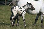 Appaloosa Fohlen