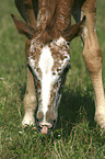 Appaloosa Fohlen