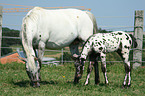 Appaloosa Stute mit Fohlen