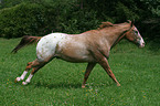 Appaloosa