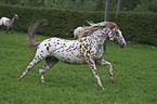 Appaloosa