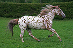 Appaloosa