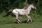 Appaloosa