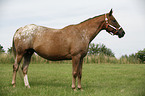 Appaloosa