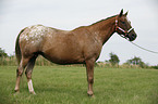 Appaloosa