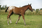 Appaloosa Fohlen