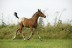 Appaloosa Fohlen