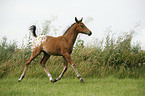 Appaloosa Fohlen