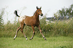 Appaloosa Fohlen