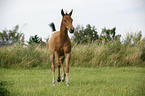 Appaloosa Fohlen