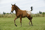 Appaloosa Fohlen