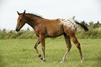 Appaloosa Fohlen