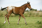 Appaloosa Fohlen