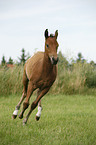 Appaloosa Fohlen