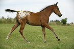 Appaloosa Fohlen