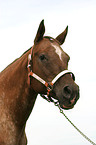 Appaloosa Stute Portrait