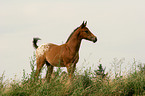 Appaloosa Fohlen