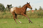 rennendes Appaloosa Fohlen