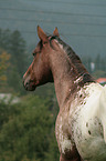 Appaloosa Portrait