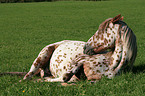 liegender Appaloosa