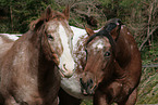 Appaloosa Portrait