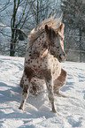 Appaloosa