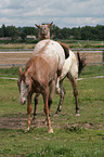 Appaloosa