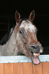 ghnender Appaloosa