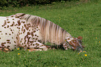 liegender Appaloosa