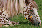 liegender Appaloosa