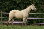 Appaloosa