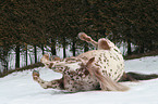 Appaloosa im Schnee