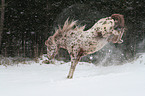 Appaloosa im Schnee