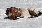 Appaloosa im Schnee