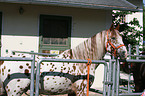 Appaloosa