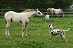 Appaloosa Fohlen und Dalmatiner