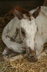 Appaloosa Fohlen