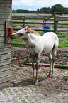 Appaloosa Fohlen an Salzleckstein