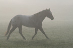 Appaloosa im Nebel