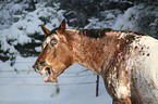 Appaloosa Portrait