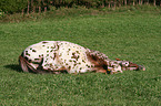 Appaloosa wlzt sich