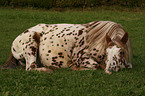 liegendes Appaloosa