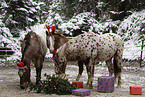 Appaloosas feiern Weihnachten