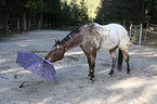 Appaloosa