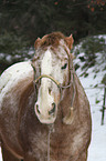 Appaloosa Portrait