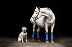 Appaloosa und Amerikanische Bulldogge