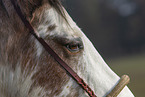 Appaloosa Auge