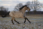 Appaloosa